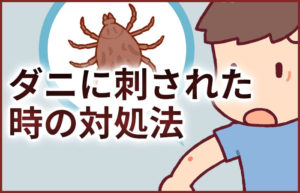 毎日ダニに刺される人は必見！今すぐできる対策を伝授！